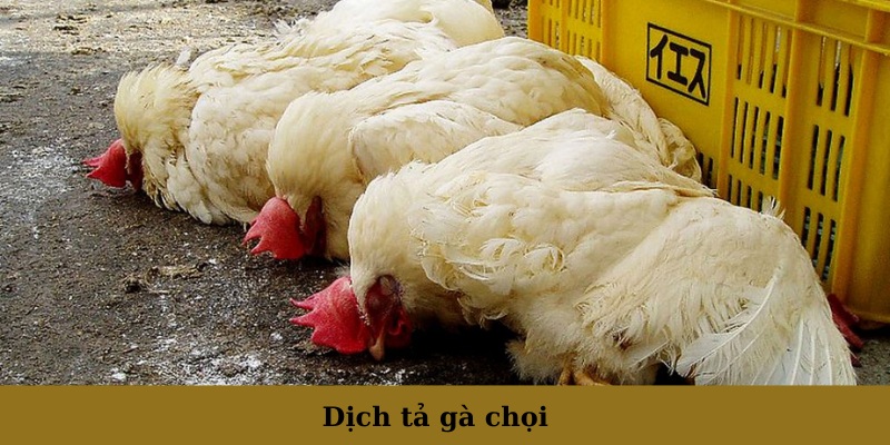 Dịch tả gà chọi