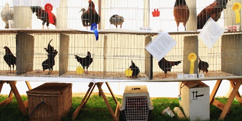 Giải pháp phòng ngừa bệnh đầu đen cho gà chọi