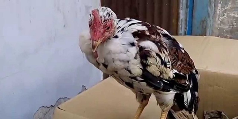 Hướng dẫn điều trị và phòng chống bệnh dịch tả