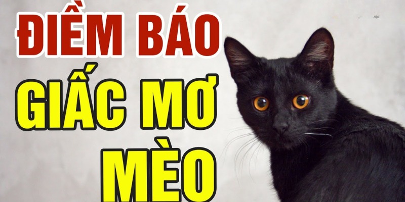 Mèo mang ý nghĩa quan trọng trong tâm linh, phong thủy