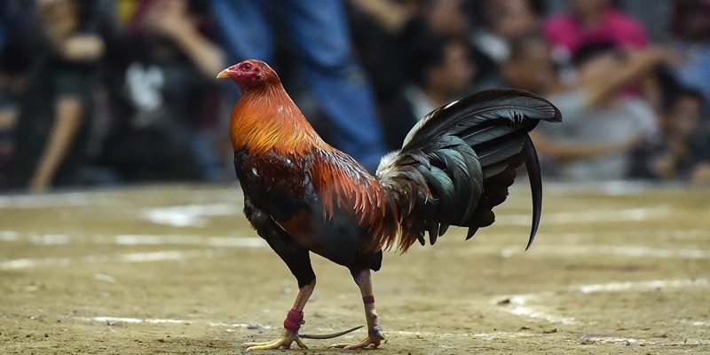 Tìm hiểu về bệnh đầu đen ở gà chọi